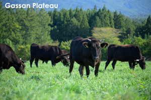 somoriyama_aug_2009_19lr