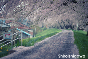 sshiroishigawa_apr_2012_08lr