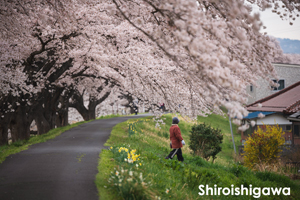 ssendai_nov_2008_06lr