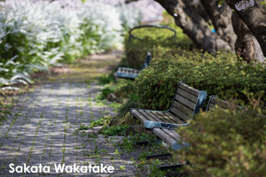 sshiroishigawa_apr_2018_08lr