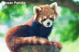 sshiroishigawa_apr_2016_02lr