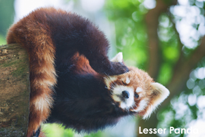 sshiroishigawa_apr_2008_18lr