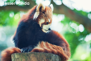 sshiroishigawa_apr_2008_18lr