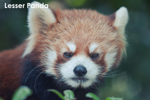 szaofoxvillage_dec_2015_10lr