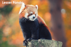 skannonjigawa_jul_2018_04lr