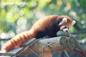 ssendai_dec_2010_04lr