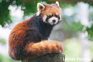 sshiroishigawa_apr_2016_02lr