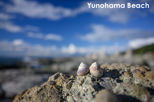 somoriyama_aug_2009_19lr