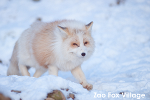 szaofoxvillage_dec_2015_10lr