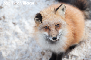 skajyo_may_2009_07lr