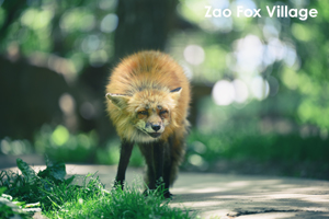 somoriyama_jan_2013_05lr