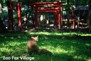 skajyo_oct_2009_16lr