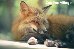 sshiroishigawa_apr_2012_08lr