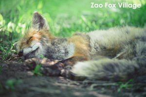 skitakami_may_2011_11lr