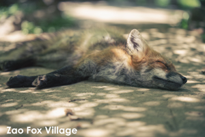 somoriyama_jan_2013_05lr