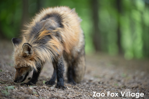 somoriyama_aug_2009_19lr