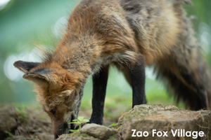 sshiroishigawa_apr_2012_08lr