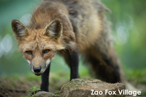 skitakami_may_2011_11lr