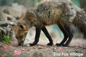 somoriyama_jan_2013_05lr