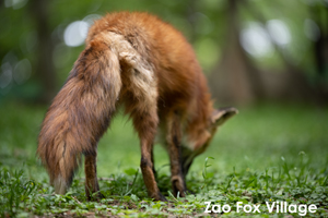 somoriyama_sep_2013_11lr