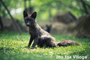 sshiroishigawa_apr_2018_08lr