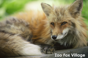 sshiroishigawa_apr_2018_08lr