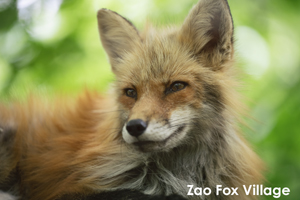 ssendai_nov_2008_06lr