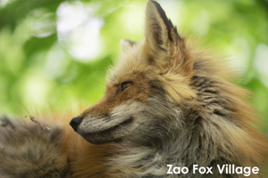 sshiroishigawa_apr_2012_08lr