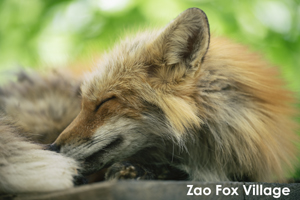 skitakami_may_2011_11lr