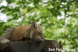 skajyo_may_2009_07lr