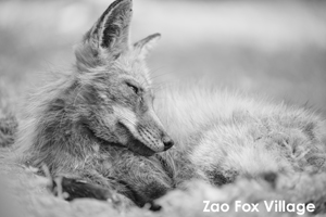 somoriyama_jan_2013_05lr