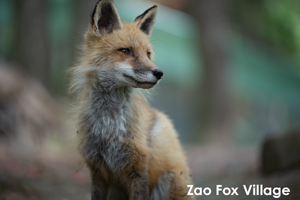 ssendai_nov_2008_06lr