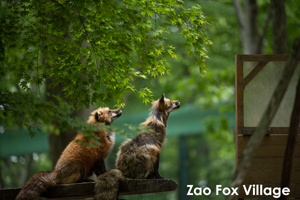 skajyo_oct_2009_16lr