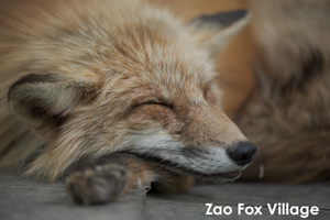 somoriyama_aug_2009_19lr