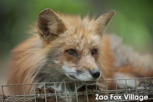 somoriyama_jul_2015_13lr