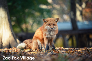 somoriyama_sep_2013_11lr