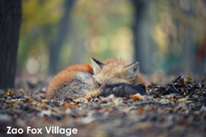 somoriyama_sep_2013_11lr