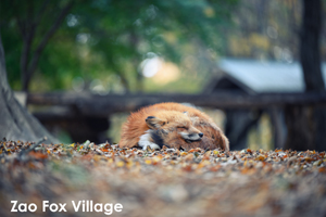 ssendai_nov_2008_06lr