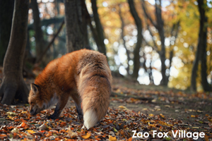 sshiroishigawa_apr_2018_08lr