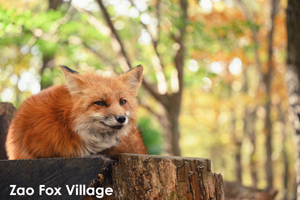 sshiroishigawa_apr_2018_08lr