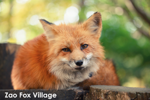 ssendai_nov_2008_06lr