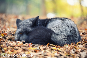somoriyama_aug_2009_19lr