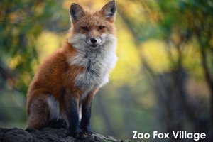 skitakami_may_2011_11lr