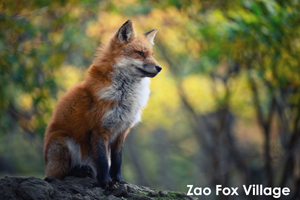 sshiroishigawa_apr_2012_08lr