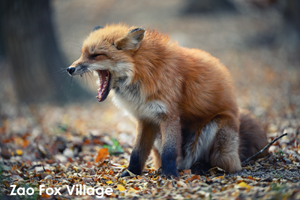 somoriyama_jul_2015_13lr