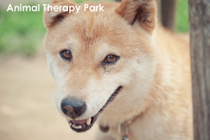 sanimalneeds_jul_2008_02lr