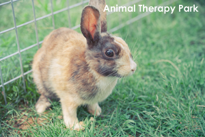 sanimalneeds_jul_2008_05lr