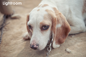 sanimalneeds_jul_2008_07lr