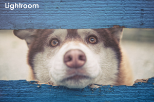 sanimalneeds_nov_2008_03lr