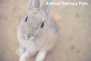 sanimalneeds_nov_2008_12lr